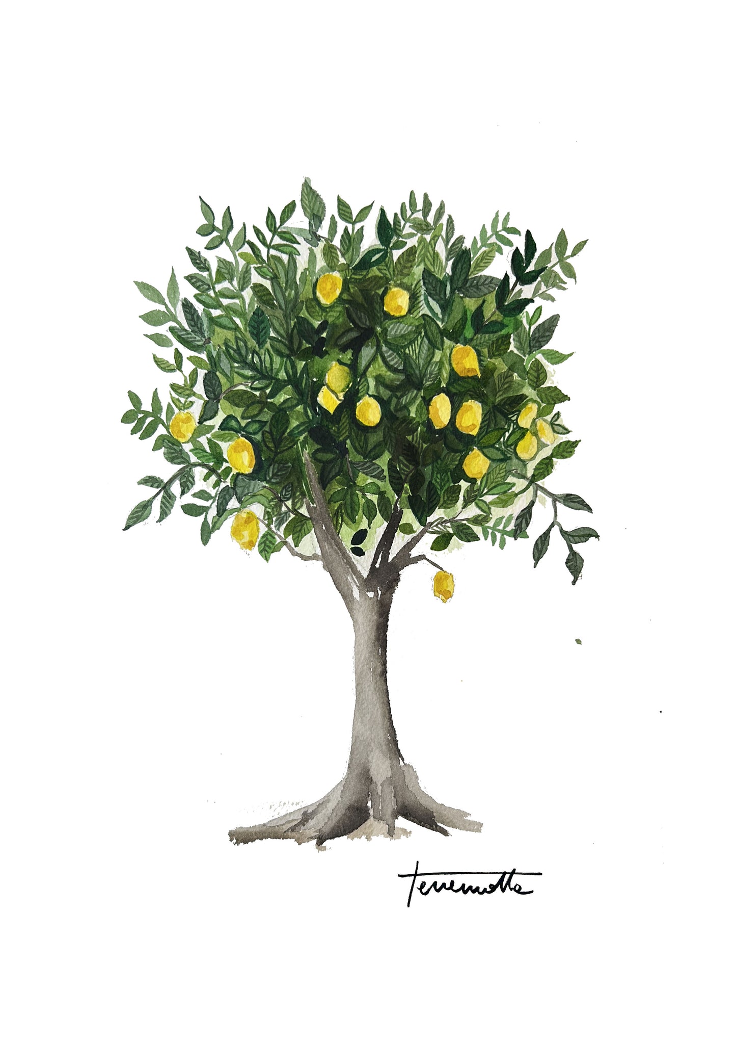 Lámina Limonero Arbol