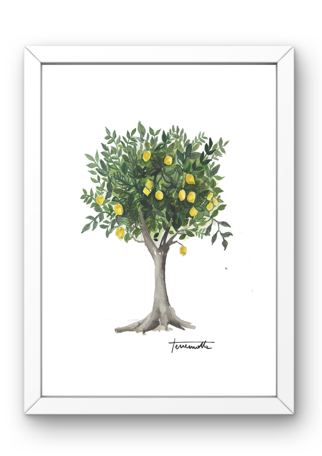 Lámina Limonero Arbol