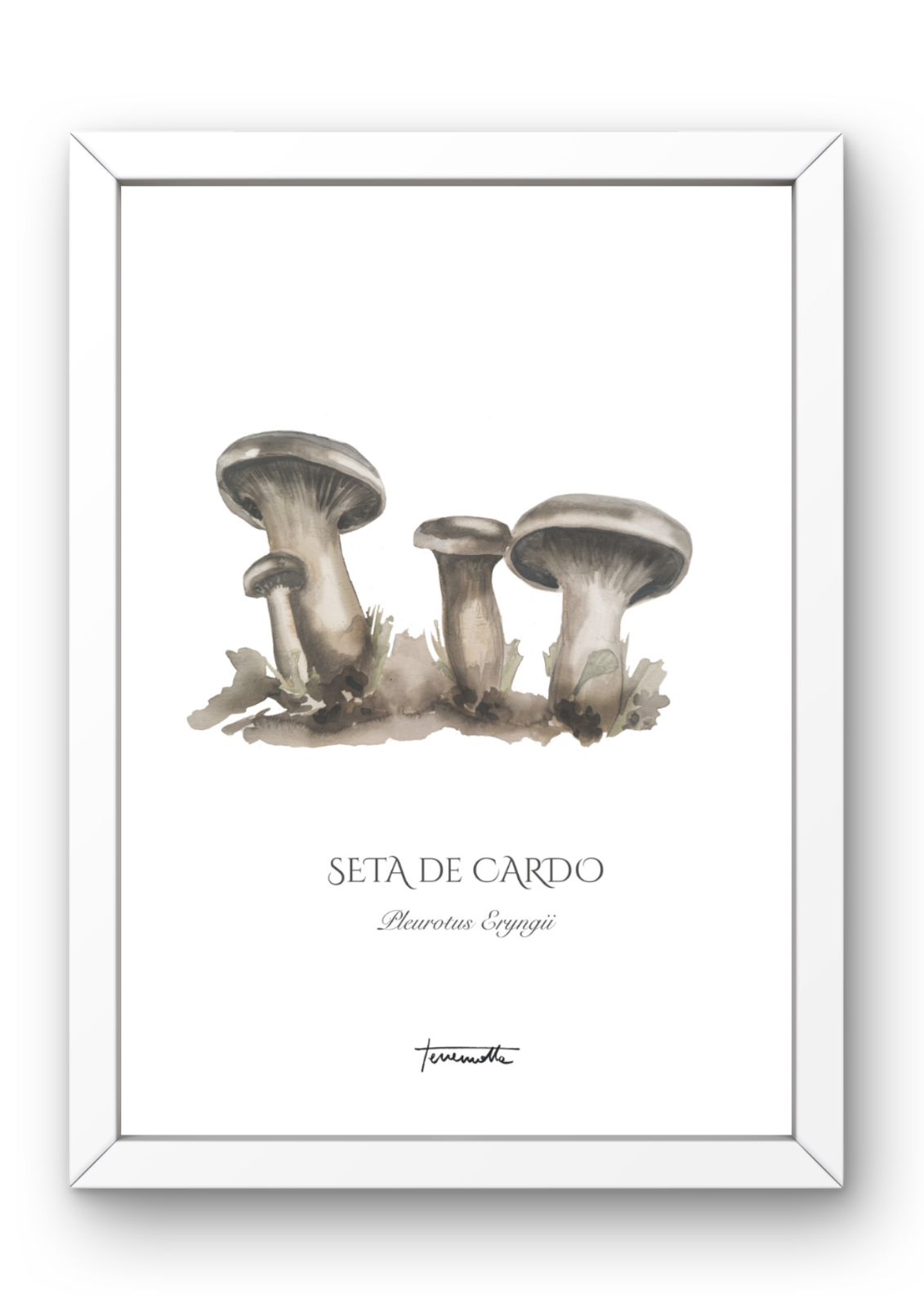 Lámina de Setas de Cardo