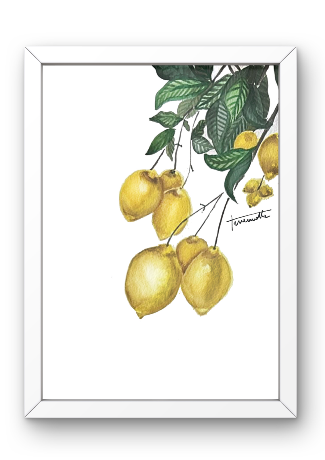 Lámina Rama de Limonero