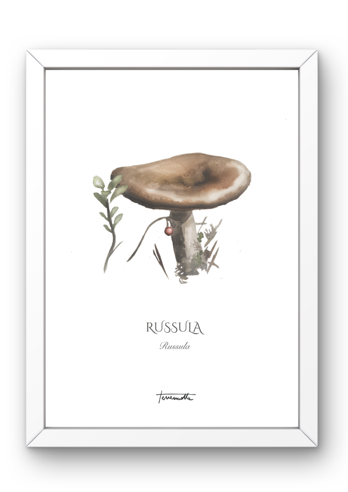 Lámina de Russula