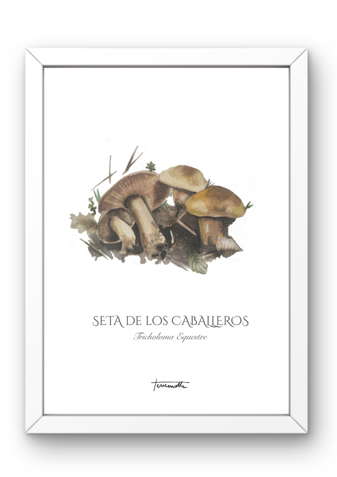 Lámina Seta de los Caballeros