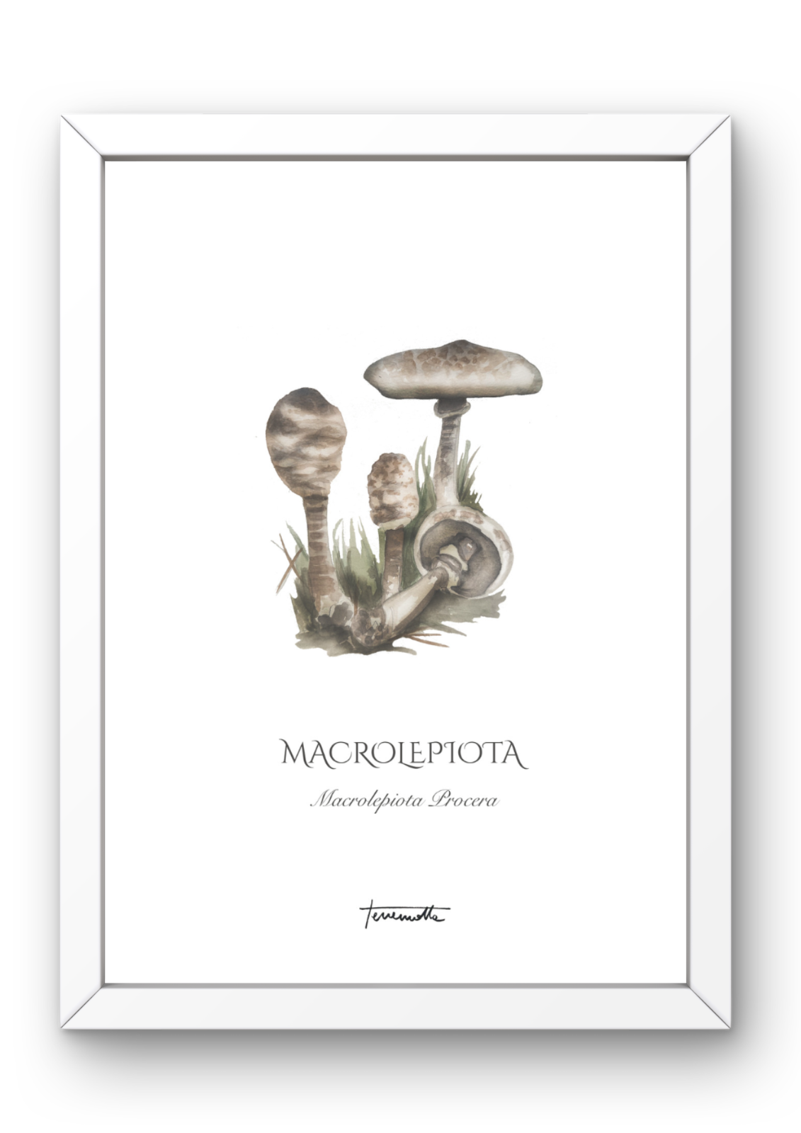 Lámina Macrolepiota