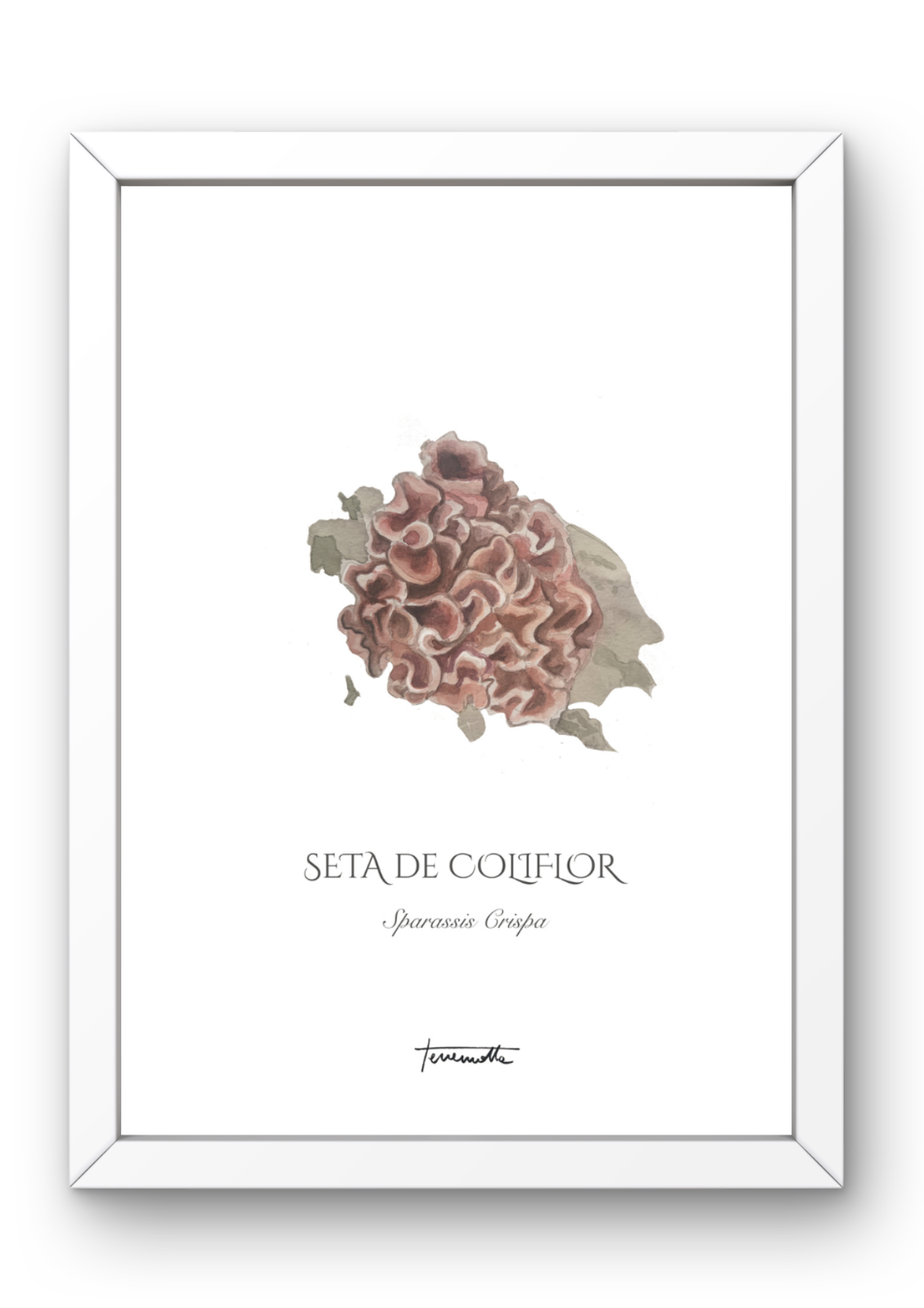 Lámina de Setas de Coliflor