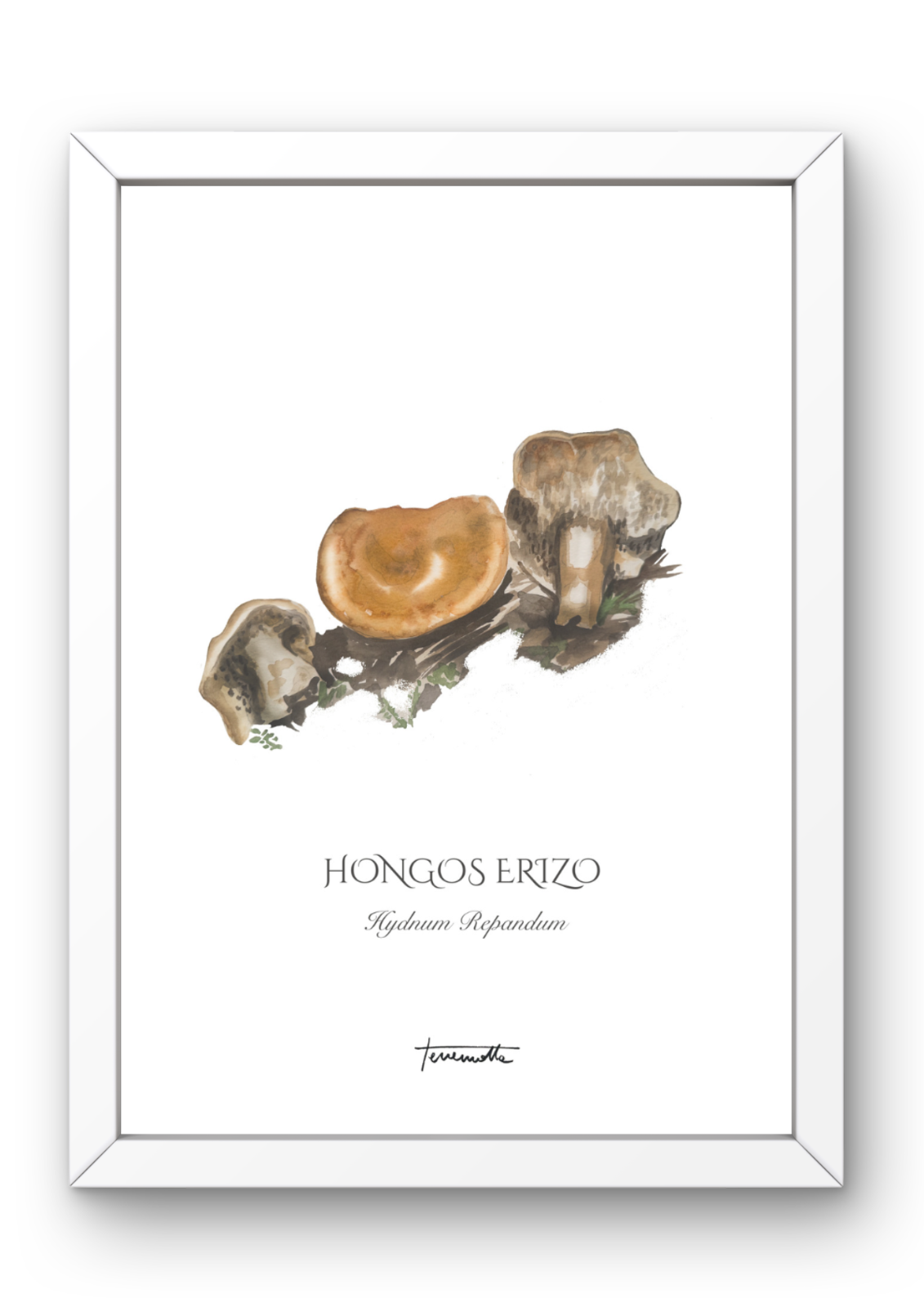 Lámina Hongo Erizo