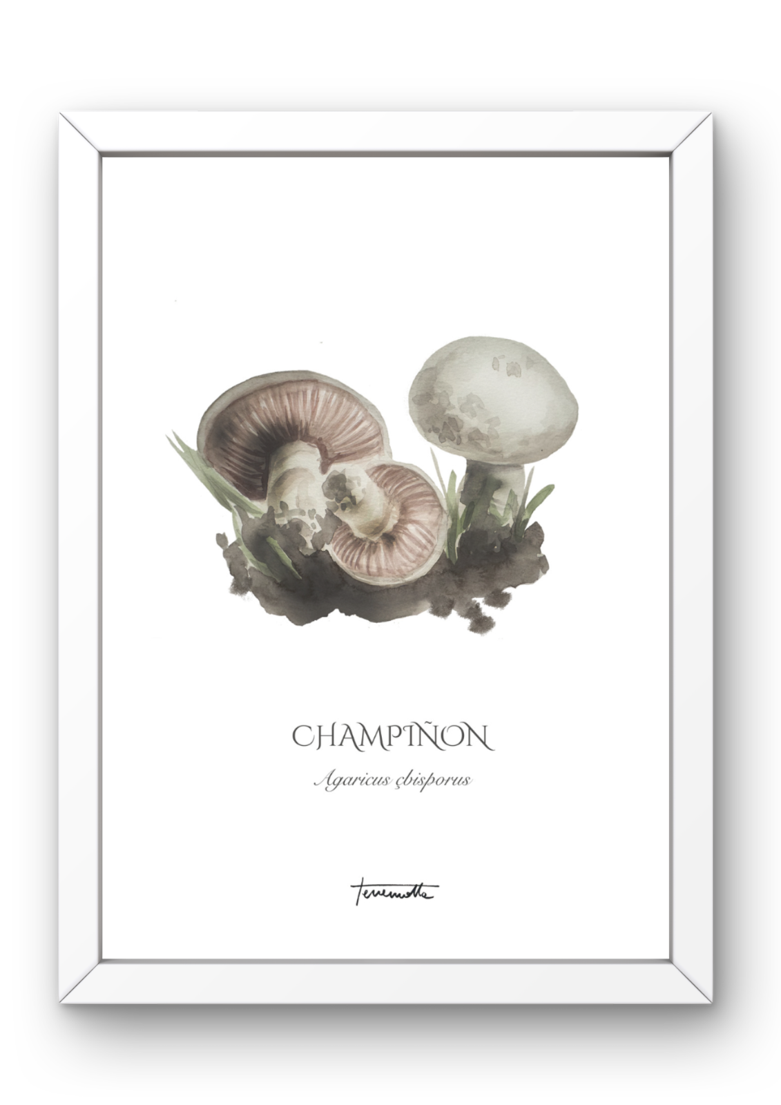 Lámina de champiñones