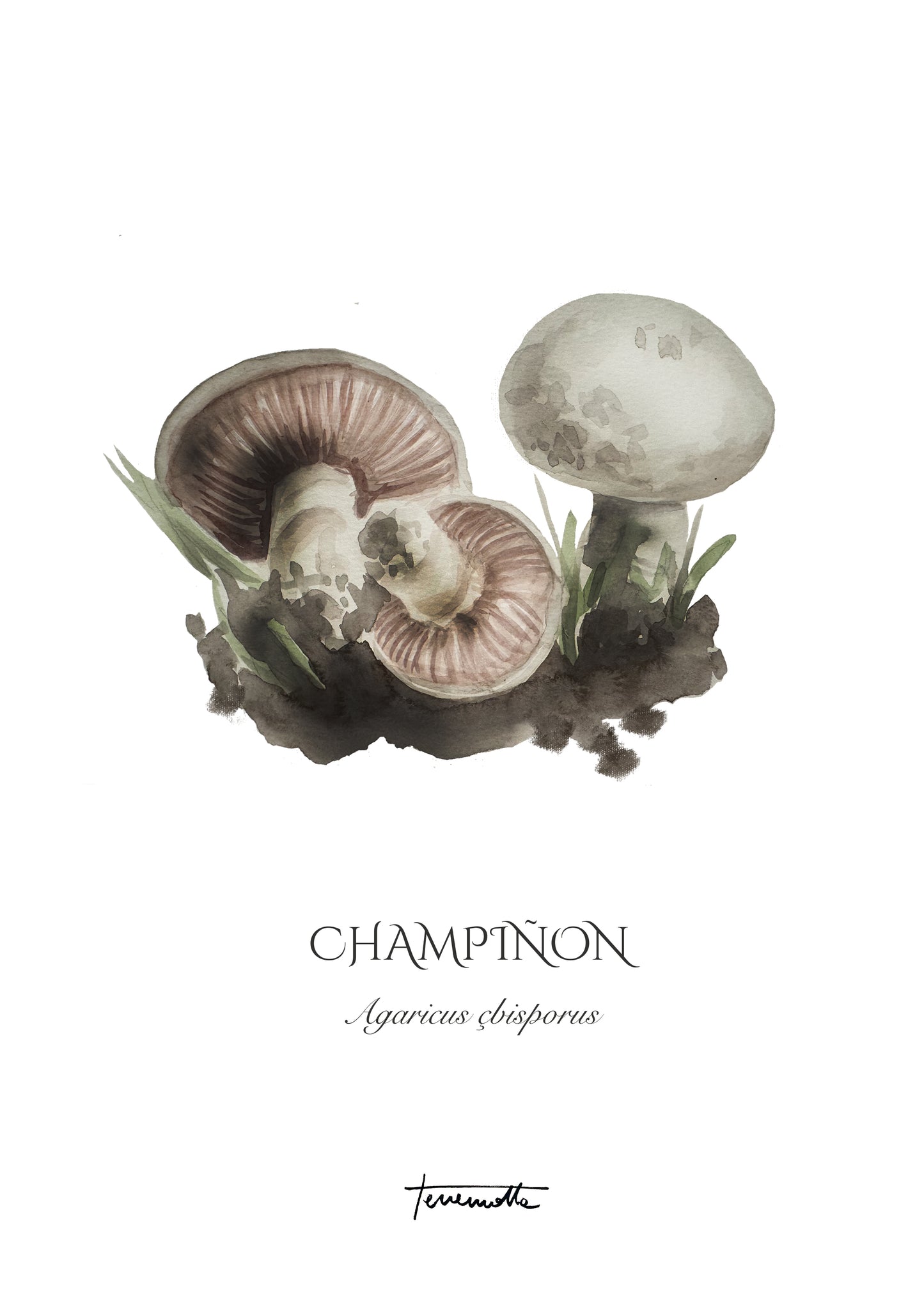 Lámina de champiñones