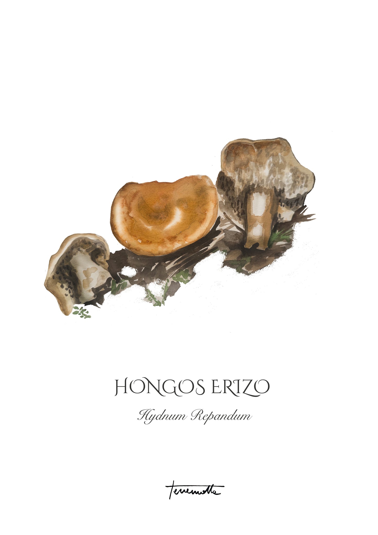 Lámina Hongo Erizo