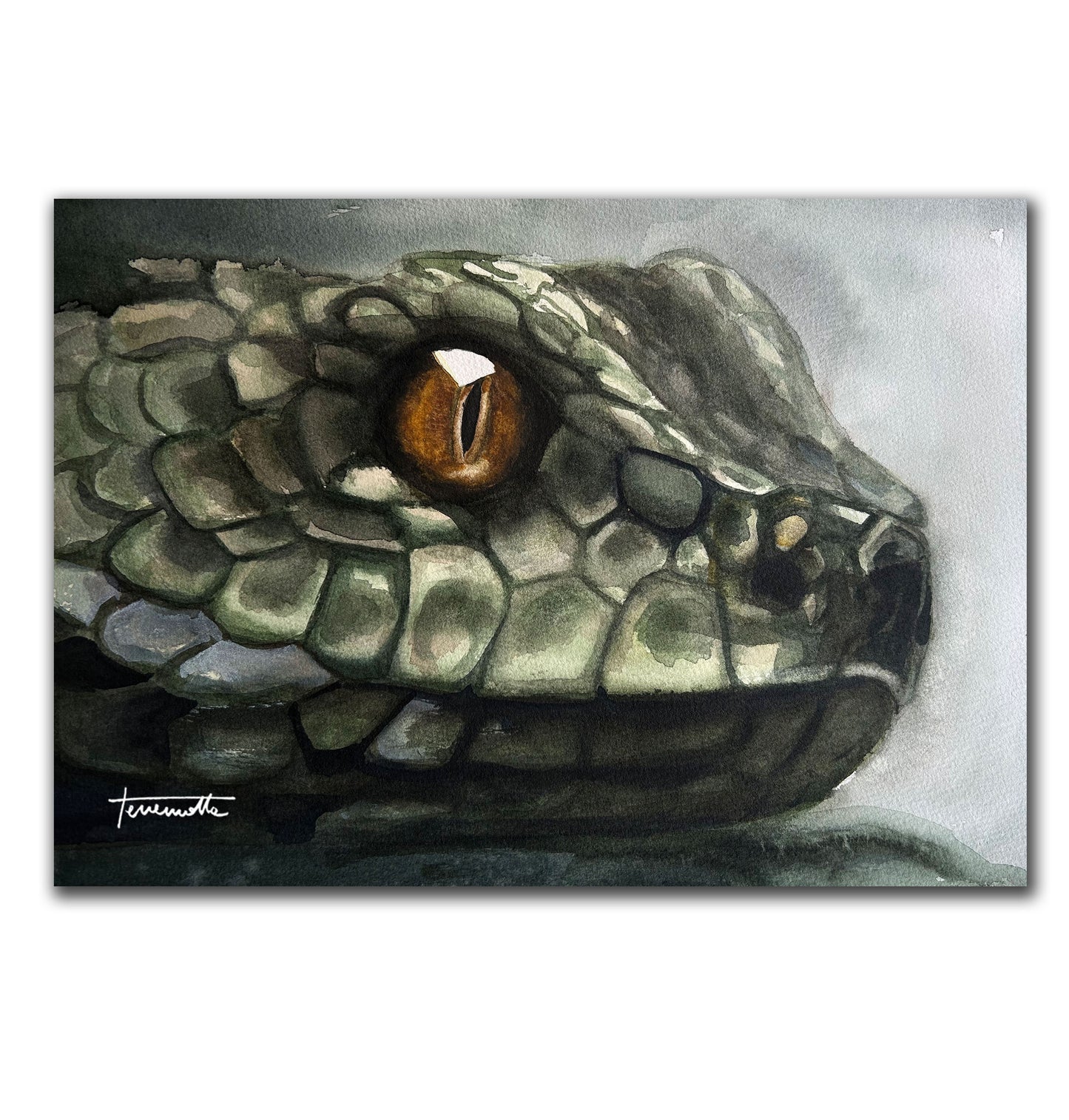 Lámina Mirada de Serpiente