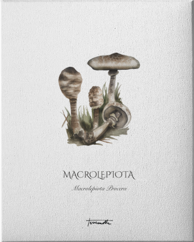 Lámina Macrolepiota