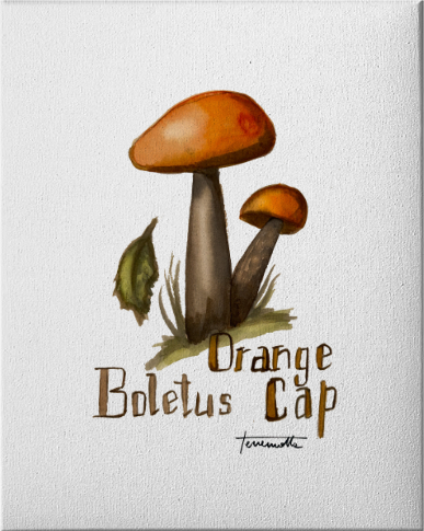 Lámina Orange Bolletus Cap