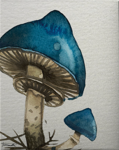 Lámina Gran Rossula