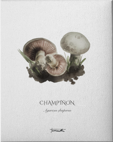 Lámina de champiñones