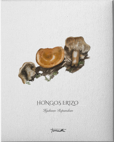 Lámina Hongo Erizo