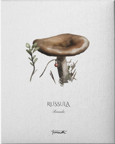 Lámina de Russula