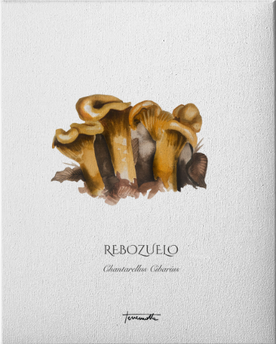 Lámina de Seta Rebozuelo