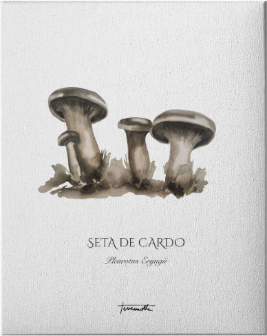 Lámina de Setas de Cardo