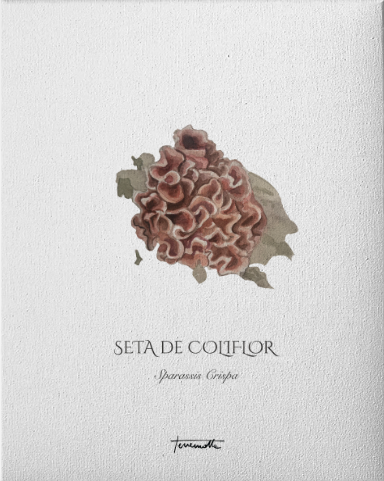 Lámina de Setas de Coliflor