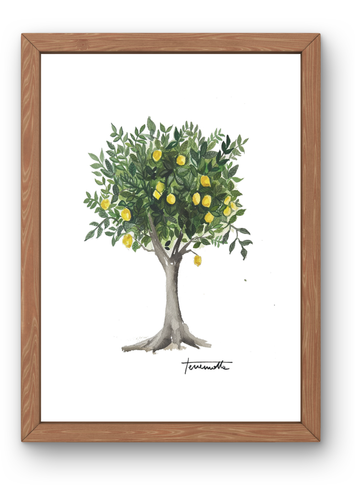 Lámina Limonero Arbol