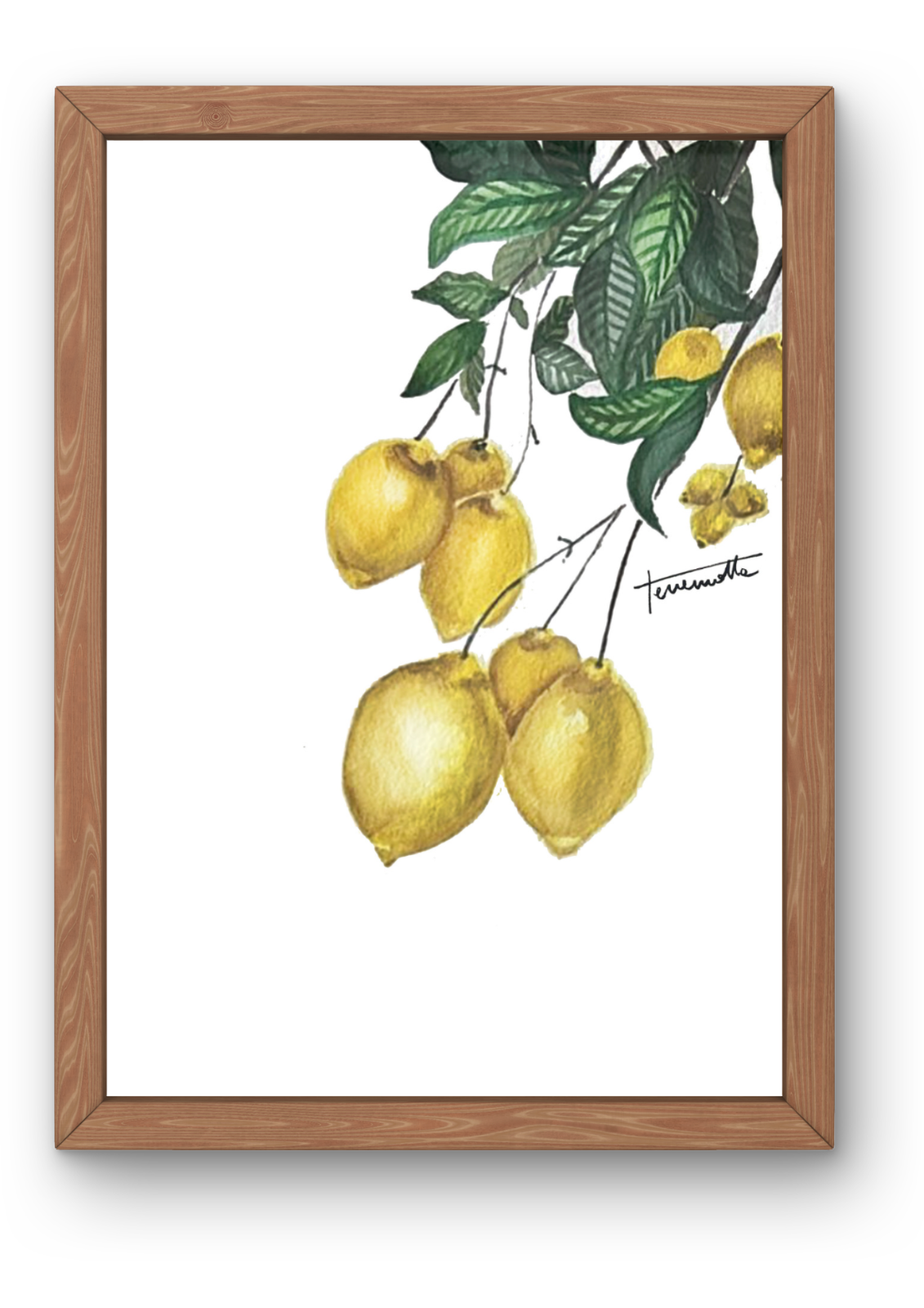 Lámina Rama de Limonero