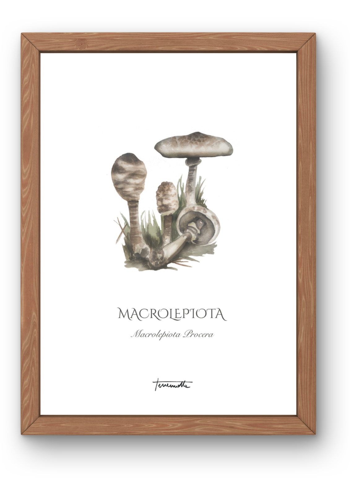Lámina Macrolepiota