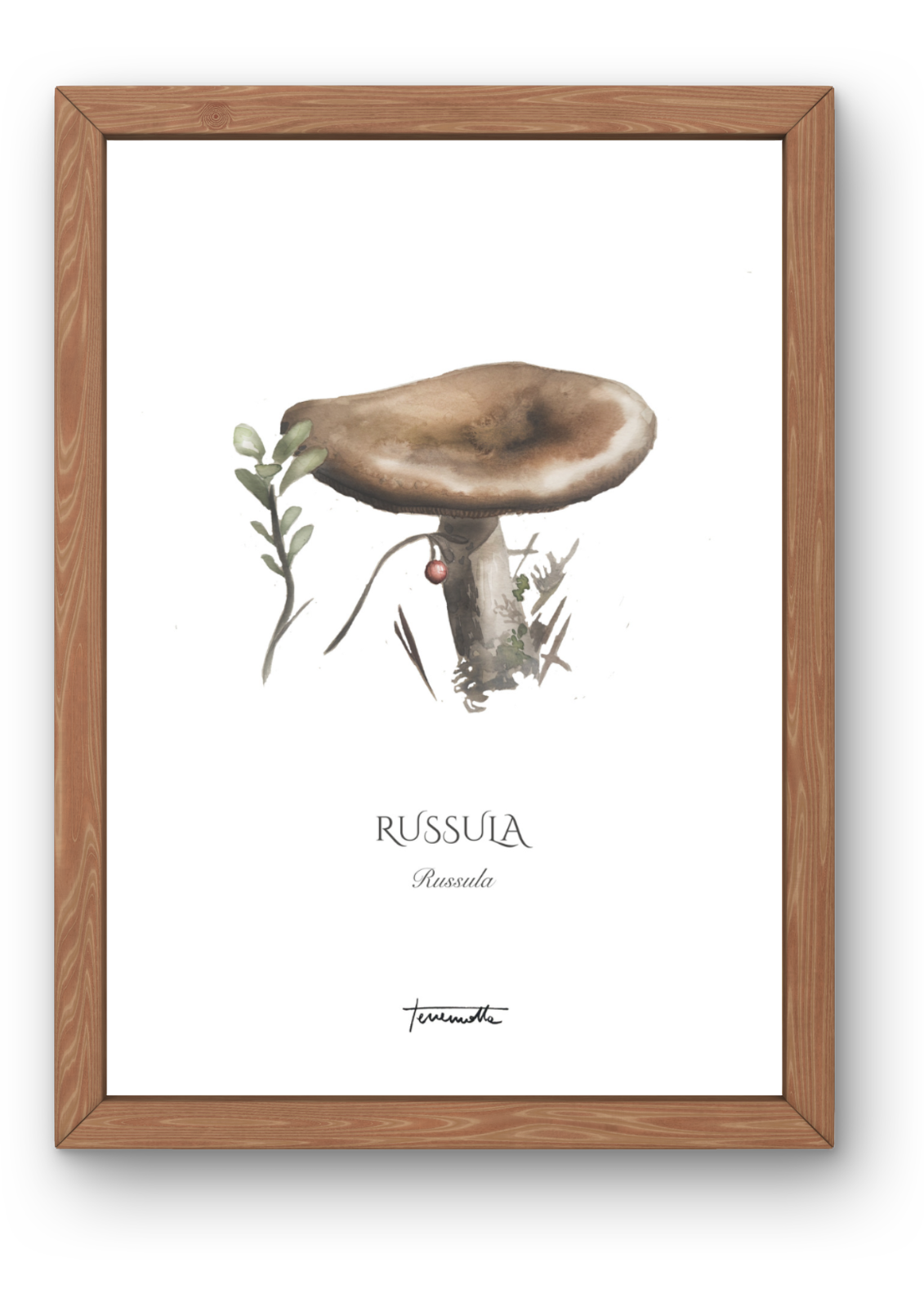 Lámina de Russula