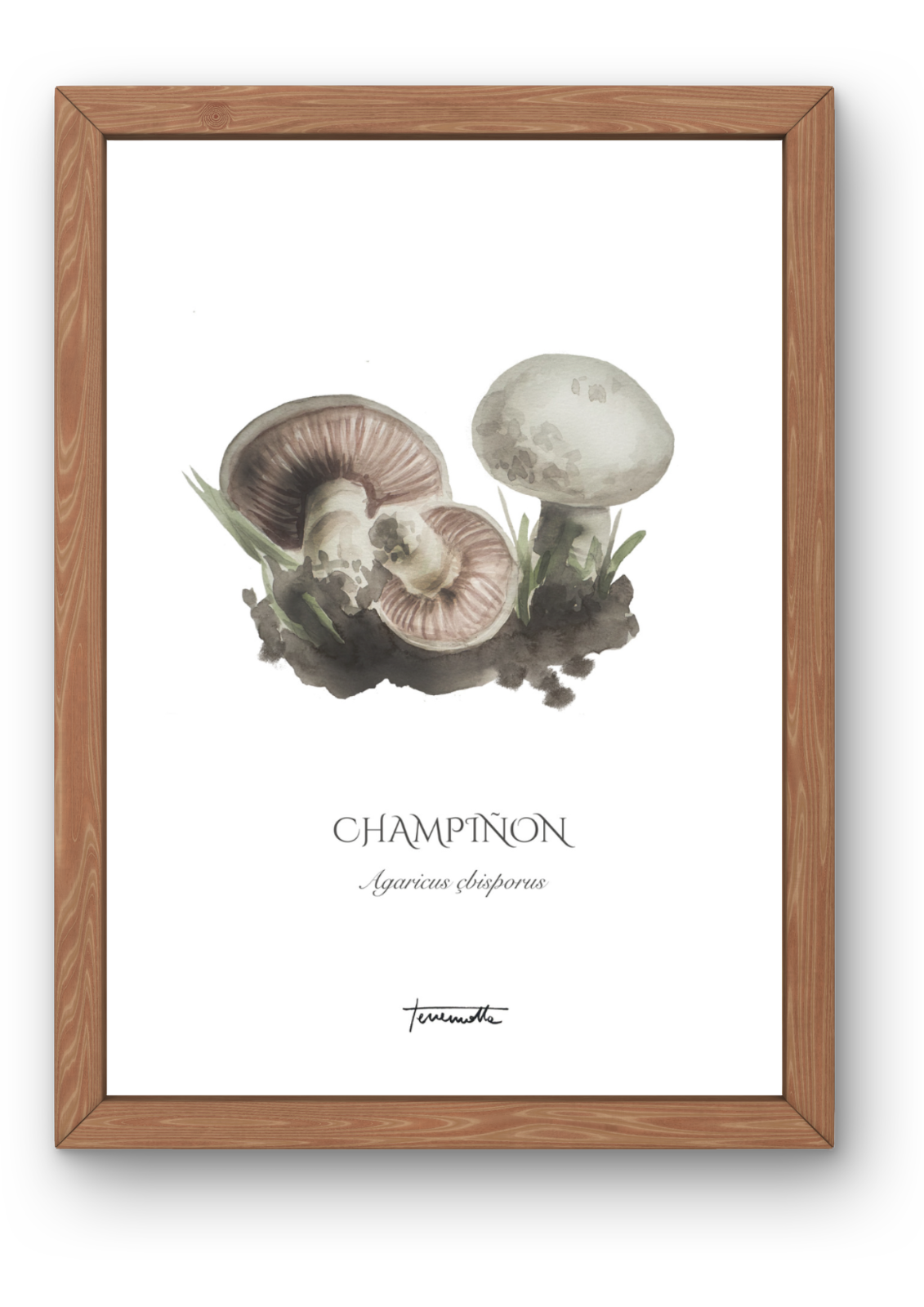 Lámina de champiñones