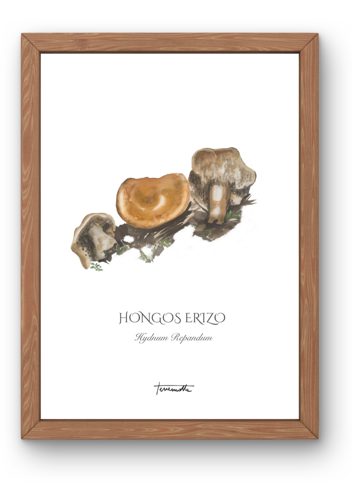 Lámina Hongo Erizo