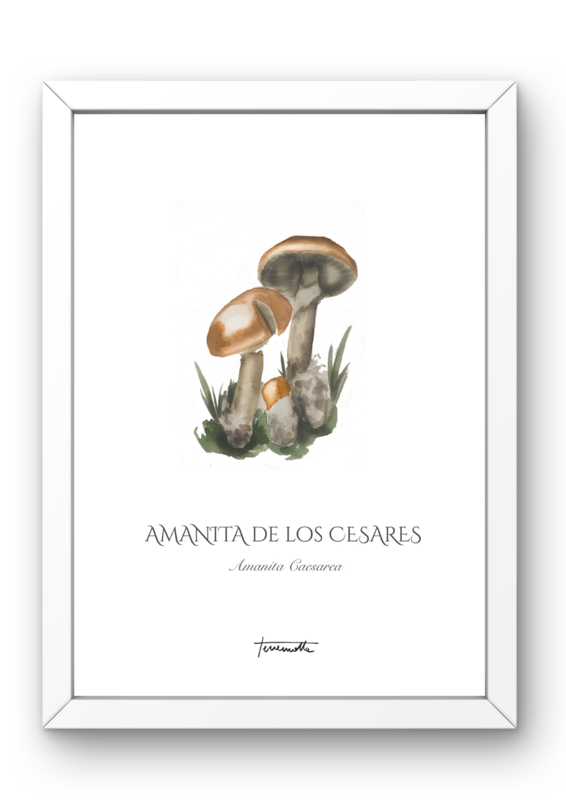 Lámina Amanita de los Césares