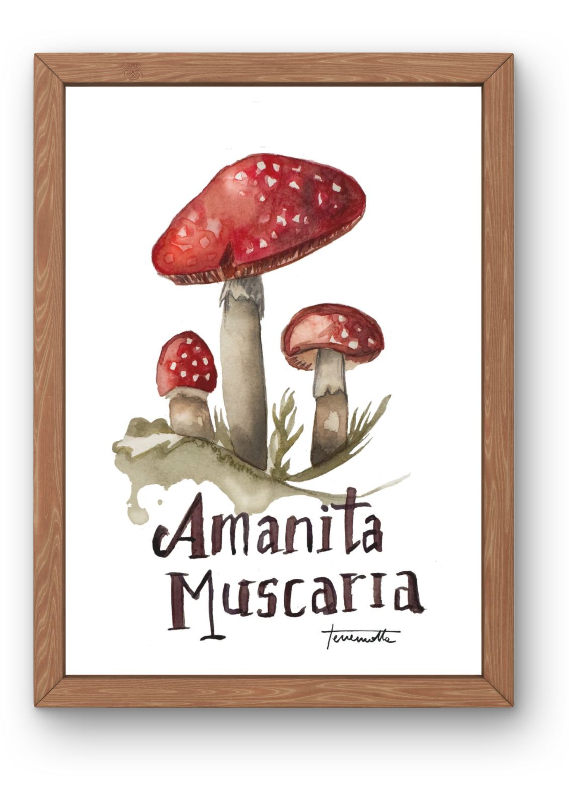 Lámina Amanita