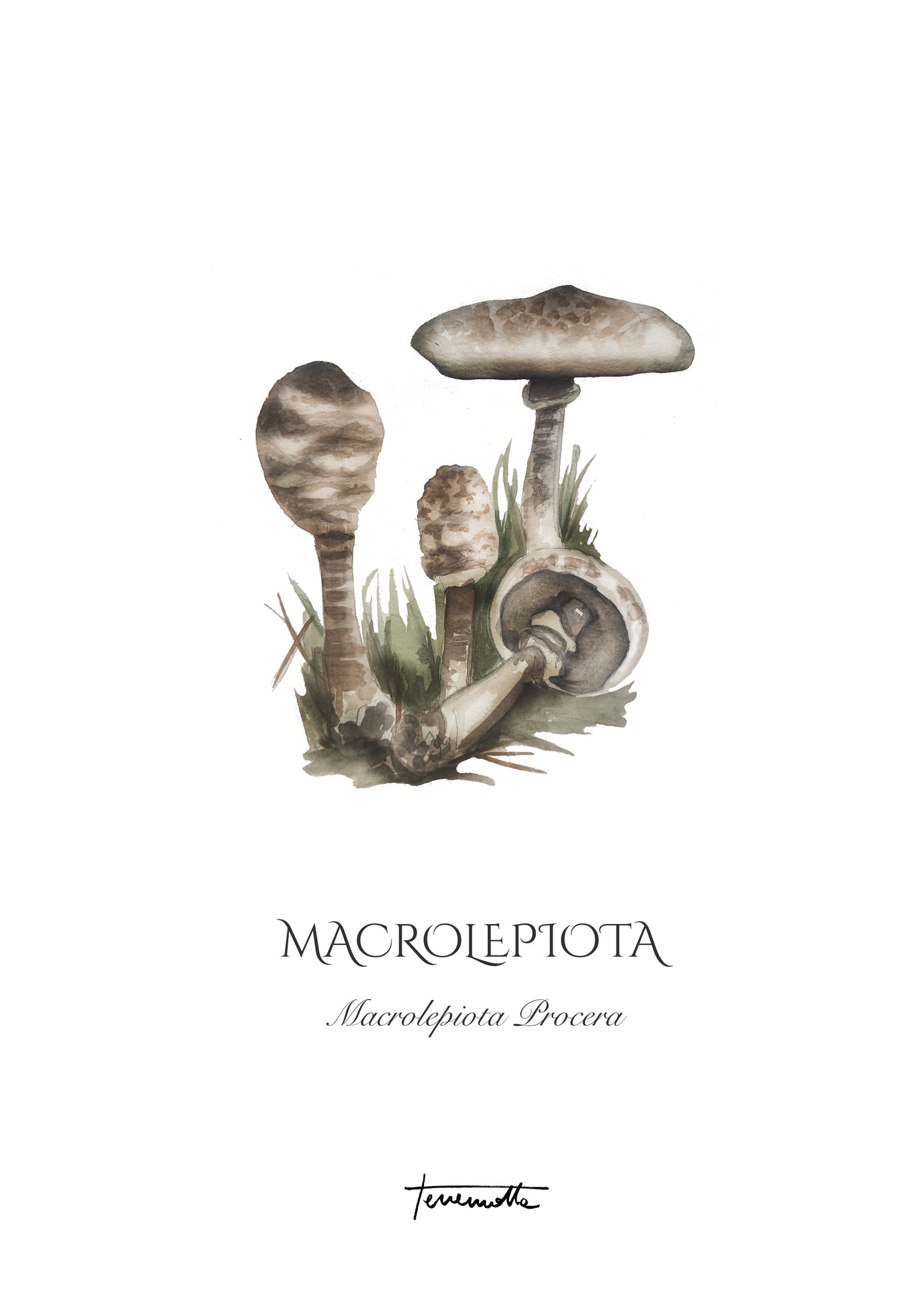 Lámina Macrolepiota