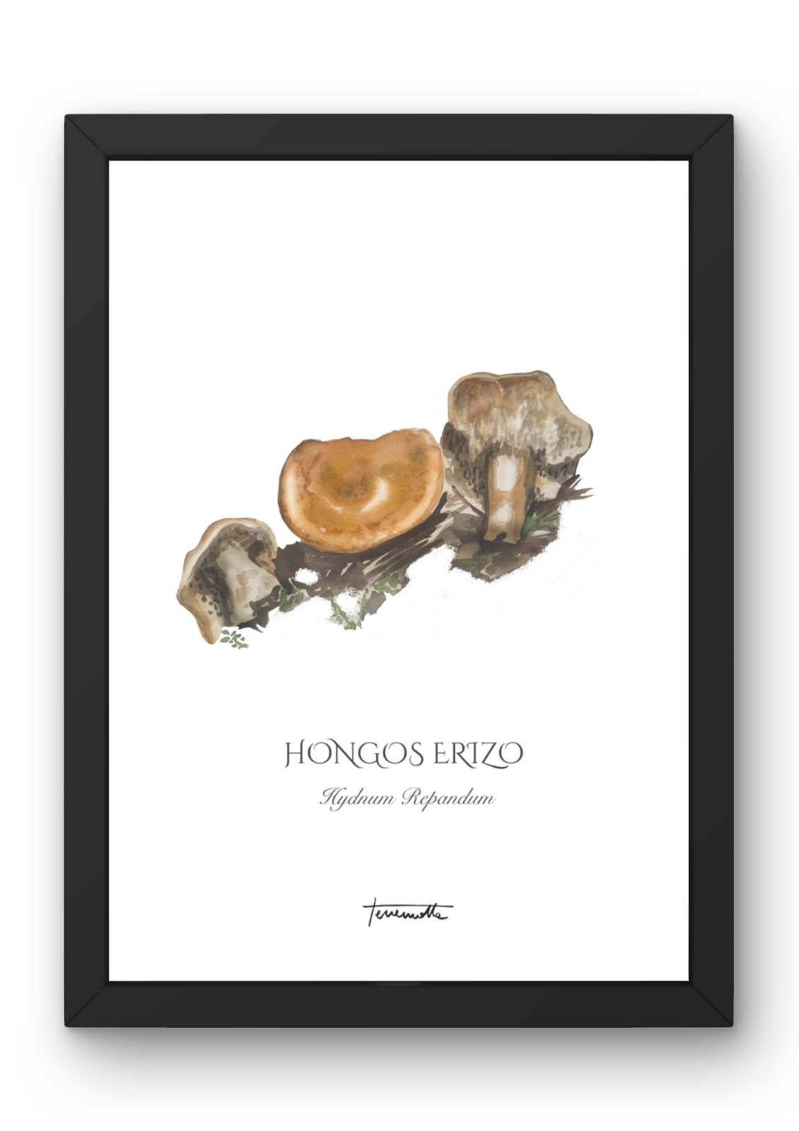 Lámina Hongo Erizo