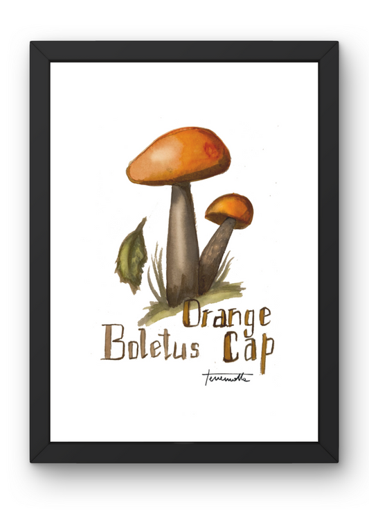 Lámina Orange Bolletus Cap