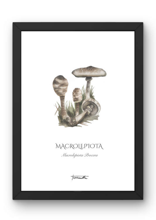 Lámina Macrolepiota