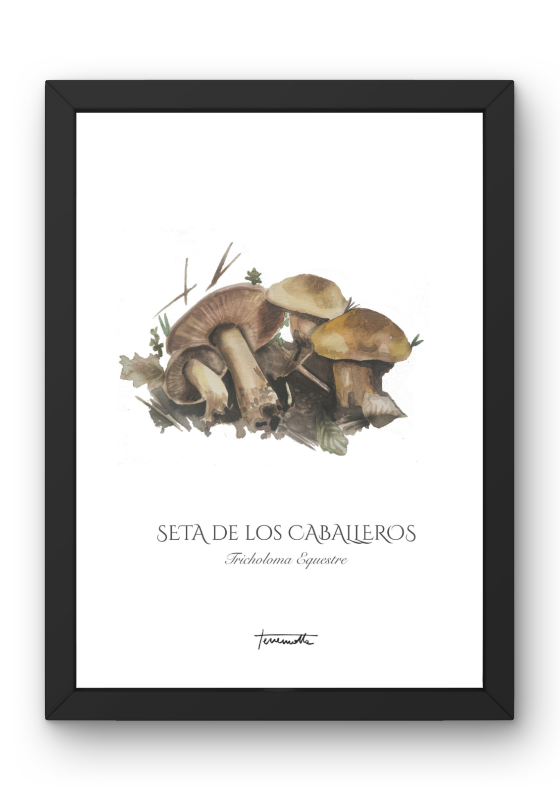 Lámina Seta de los Caballeros