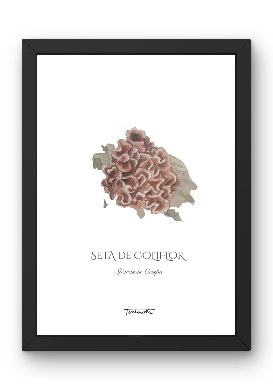 Lámina de Setas de Coliflor