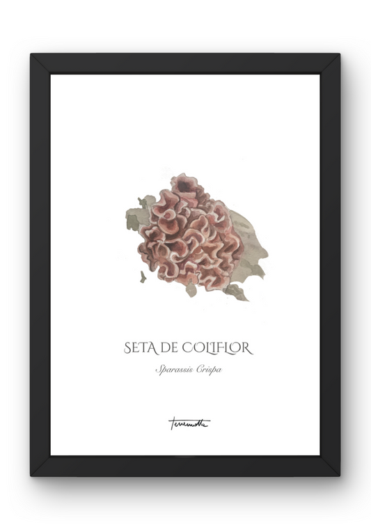 Lámina de Setas de Coliflor