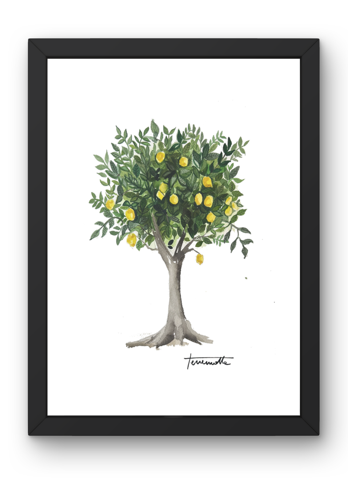 Lámina Limonero Arbol