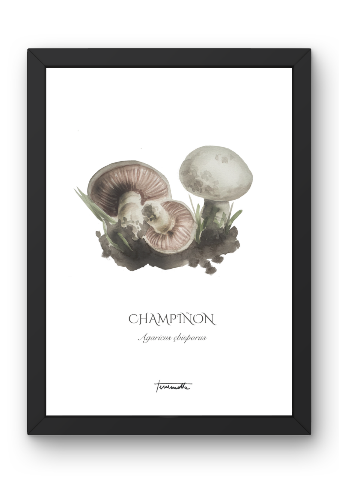 Lámina de champiñones