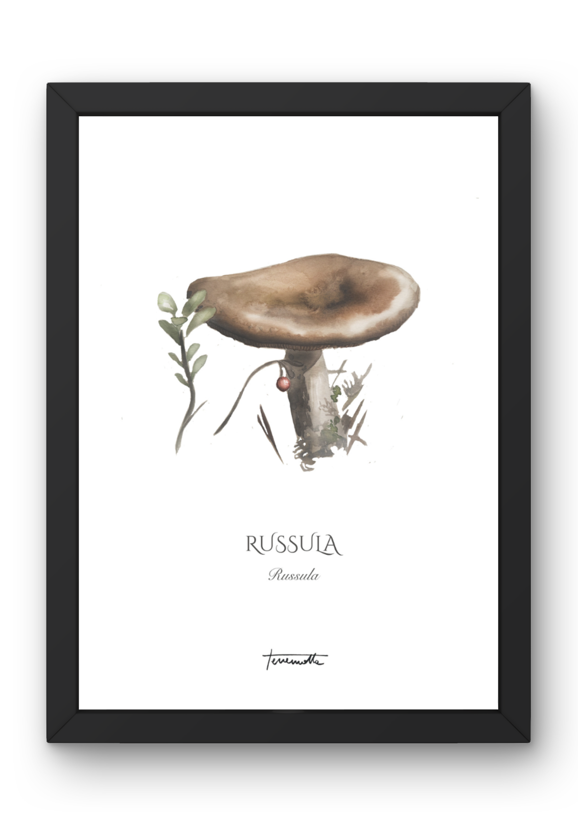 Lámina de Russula