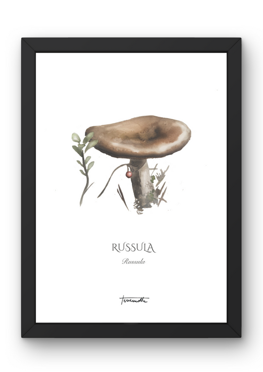 Lámina de Russula