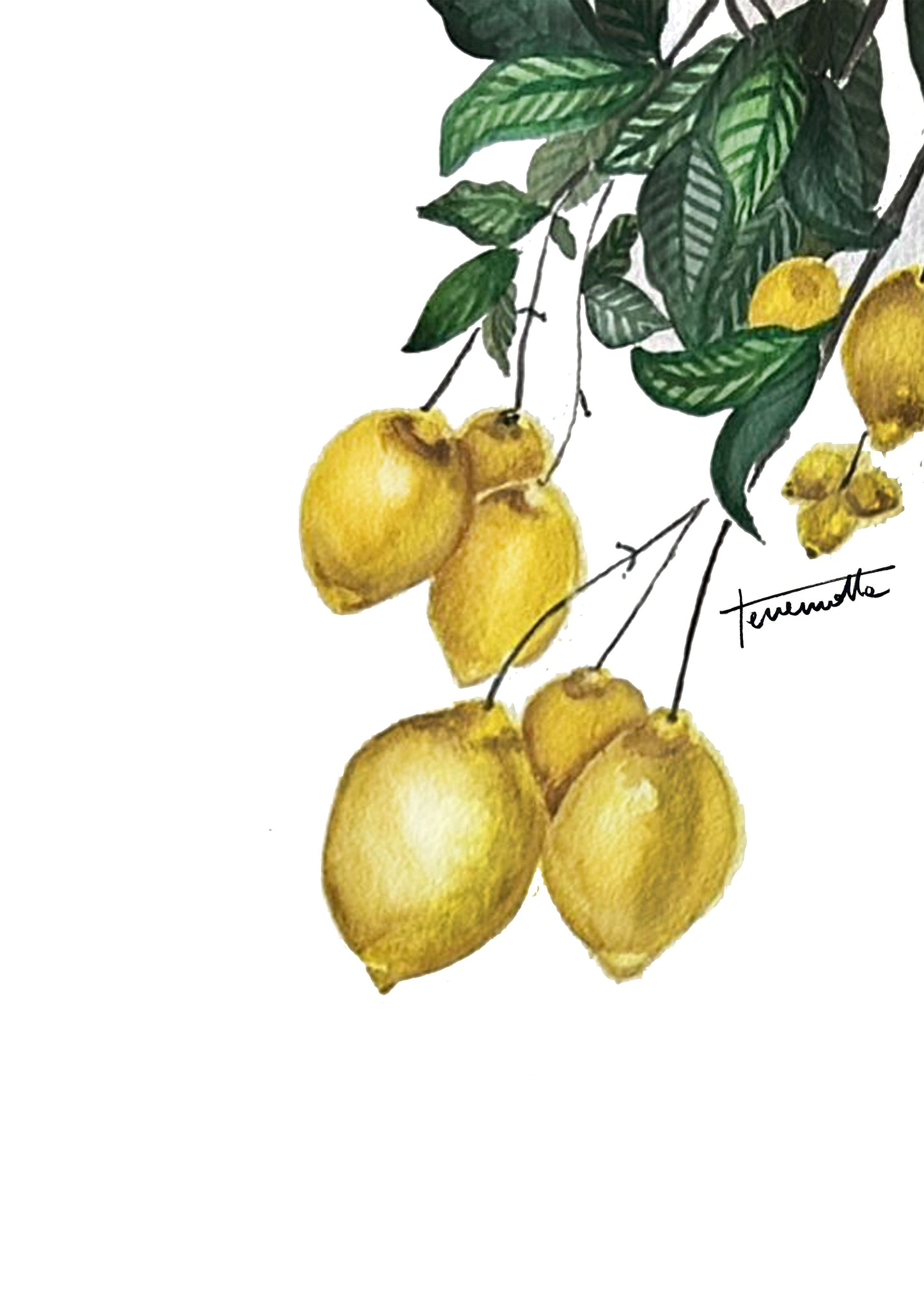 Lámina Rama de Limonero