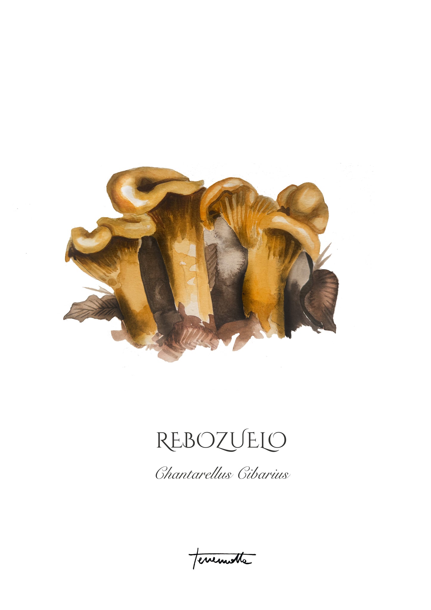 Lámina de Seta Rebozuelo