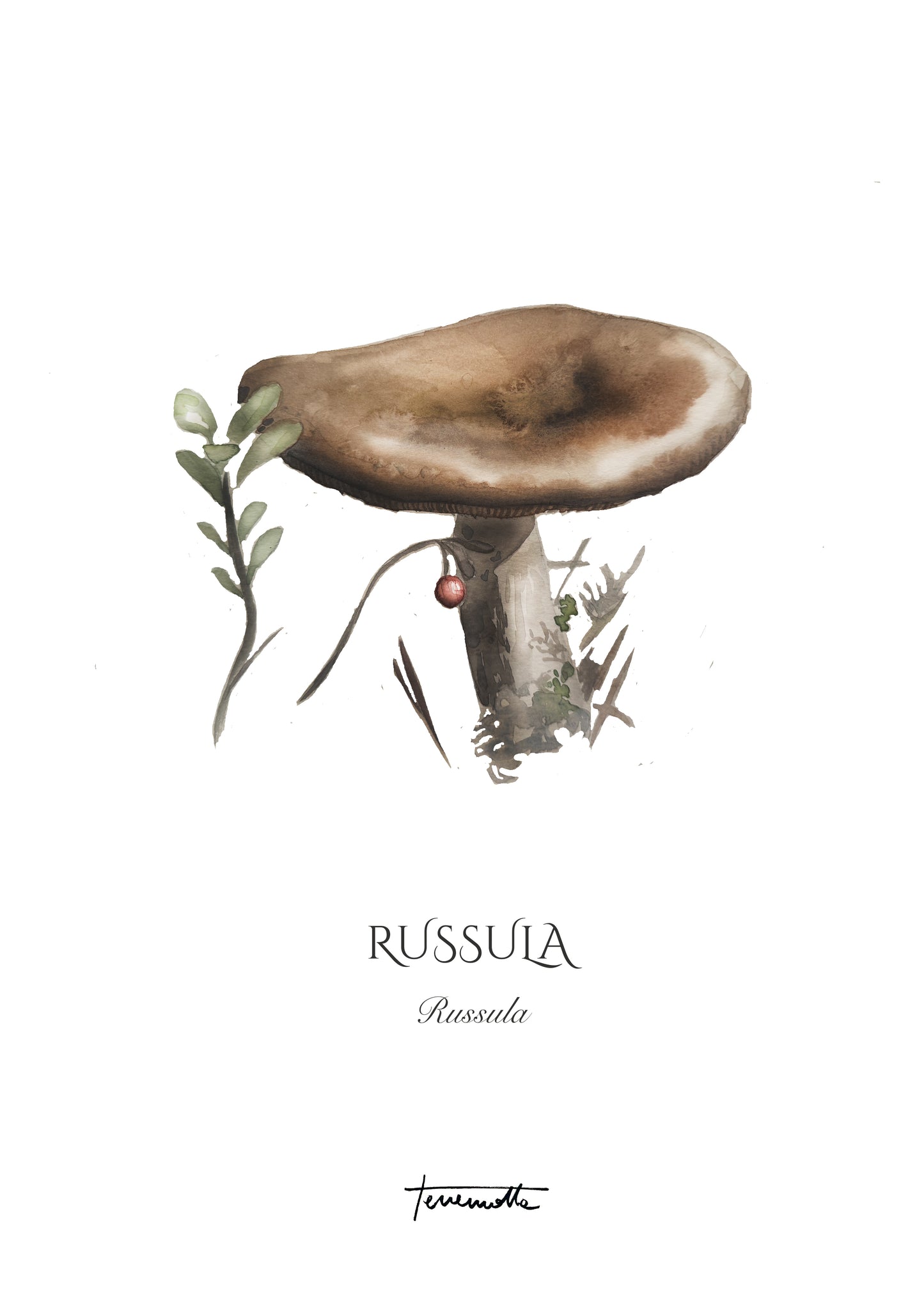 Lámina de Russula