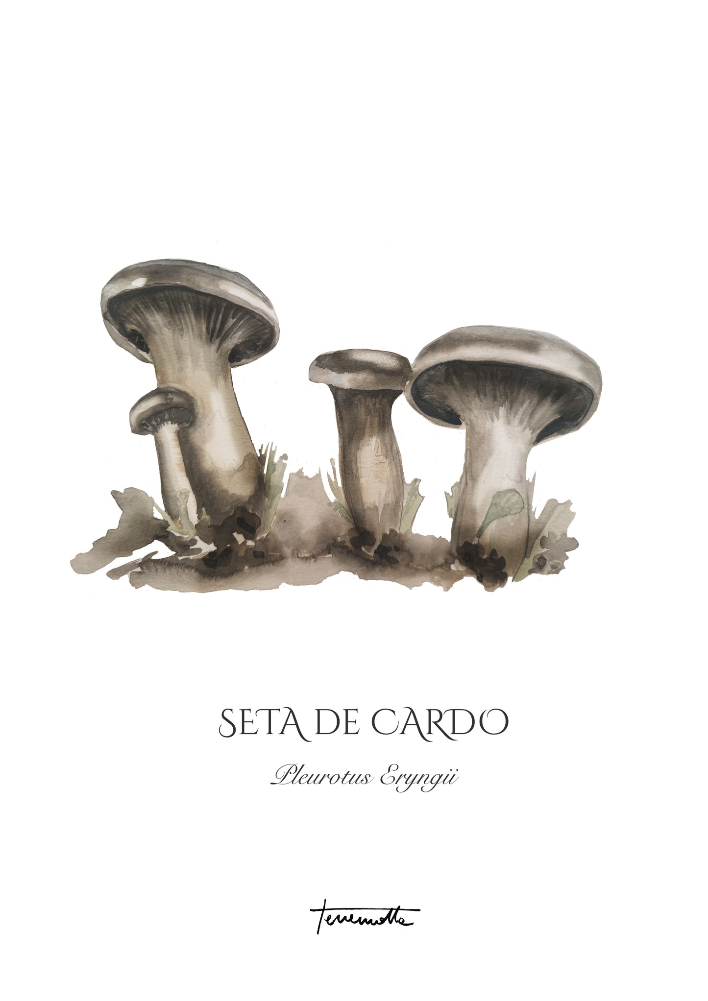 Lámina de Setas de Cardo