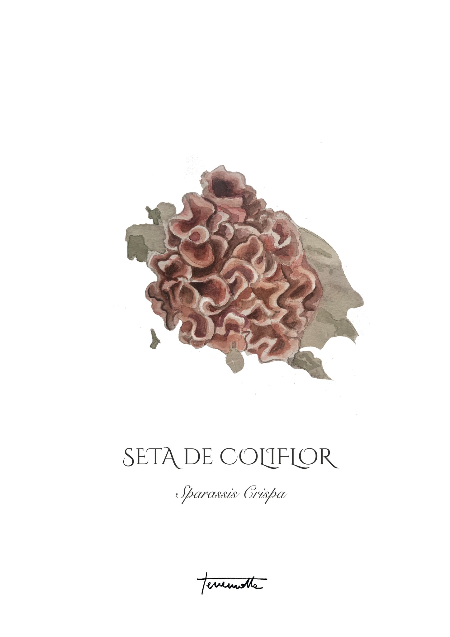 Lámina de Setas de Coliflor