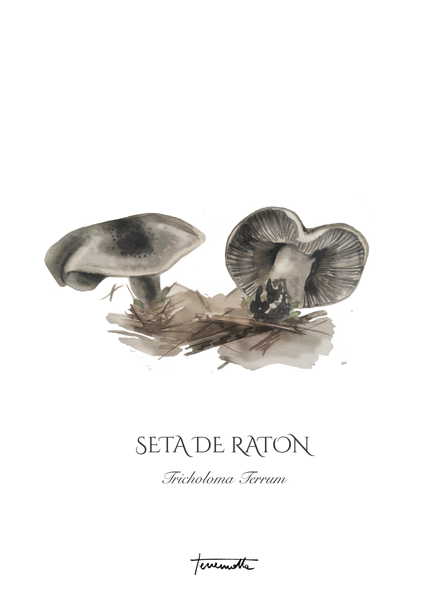 Lámina de Set de Ratón