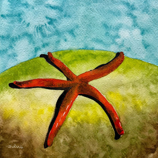 Stella di Mare