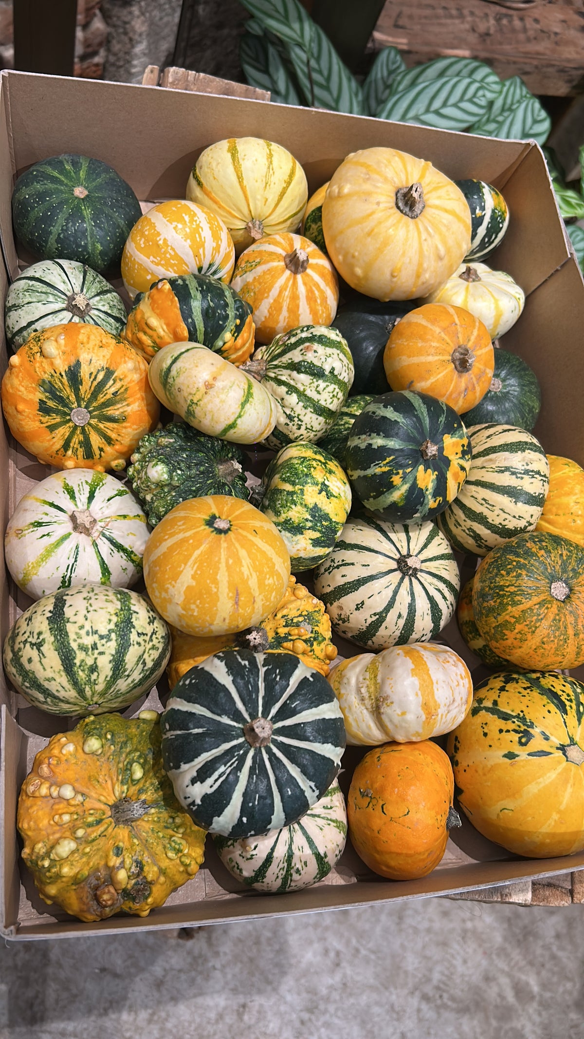 Taller de Calabazas