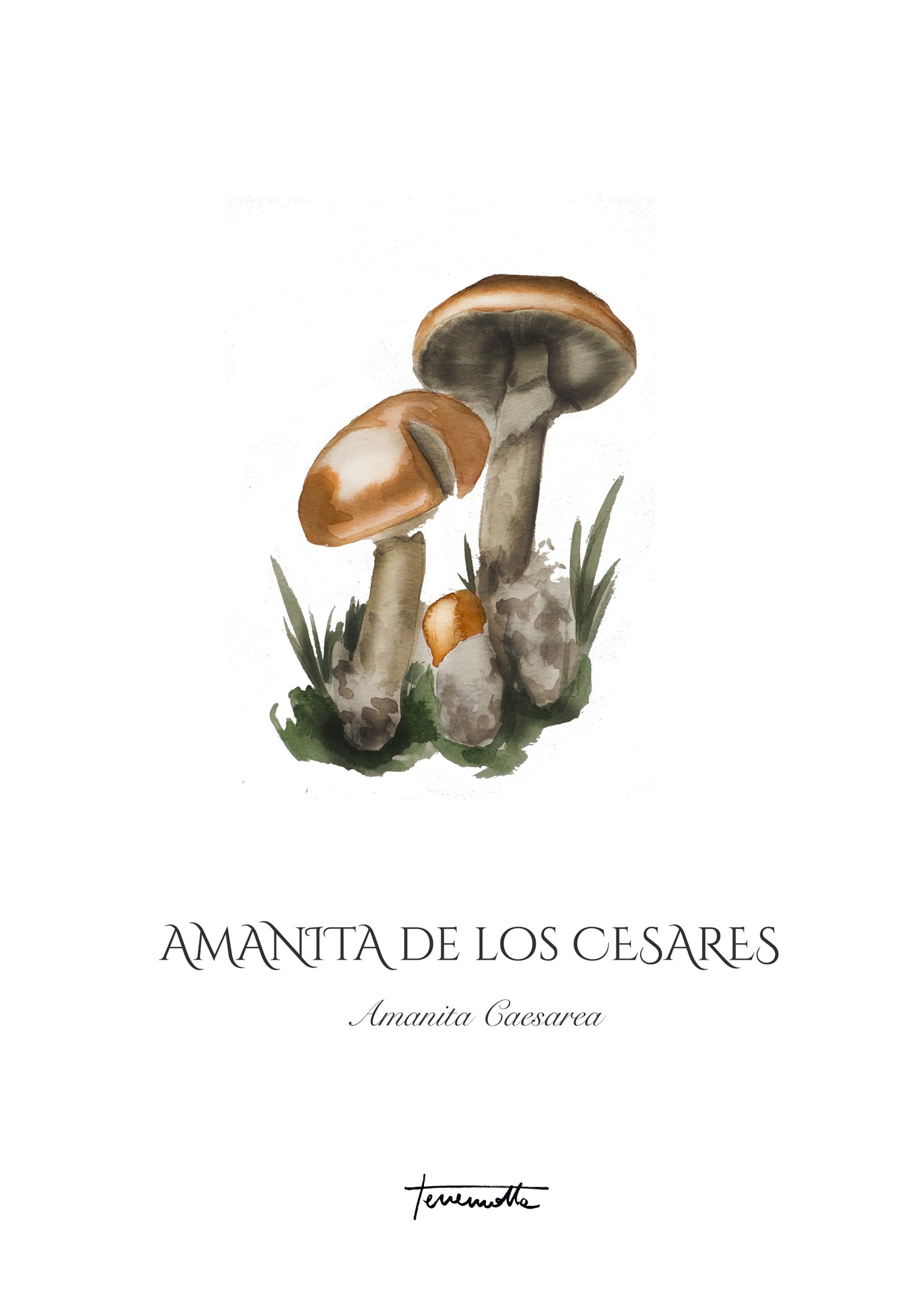 Lámina Amanita de los Césares